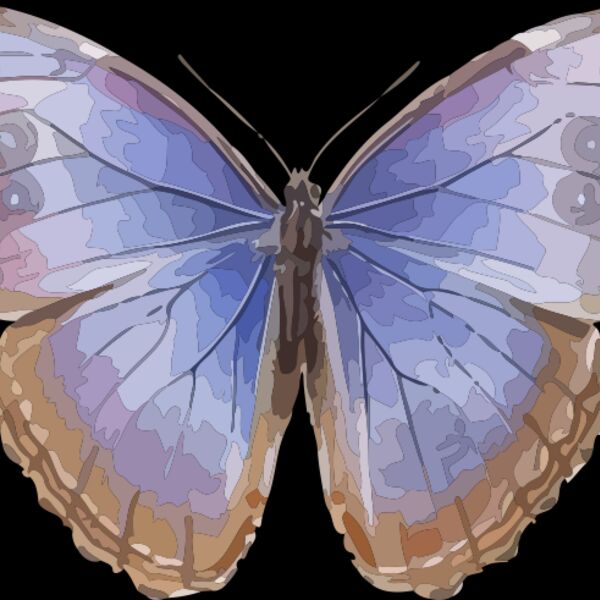 Morpho helenor octavia Thumbnail