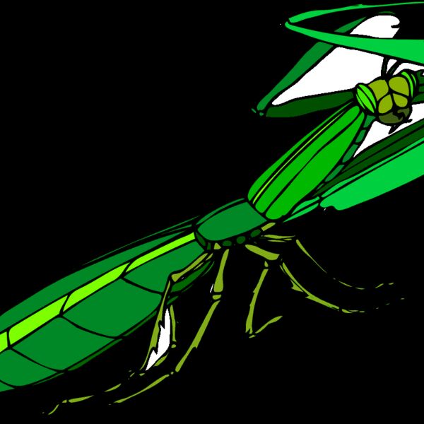 mantide religiosa archi 04r Thumbnail