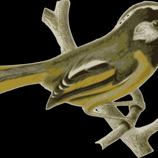 Lioparus chrysotis Thumbnail