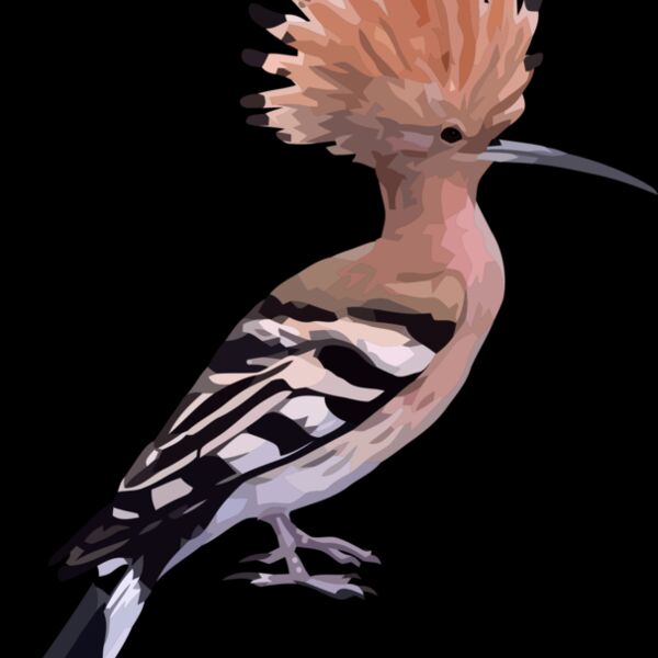 hoopoe Thumbnail