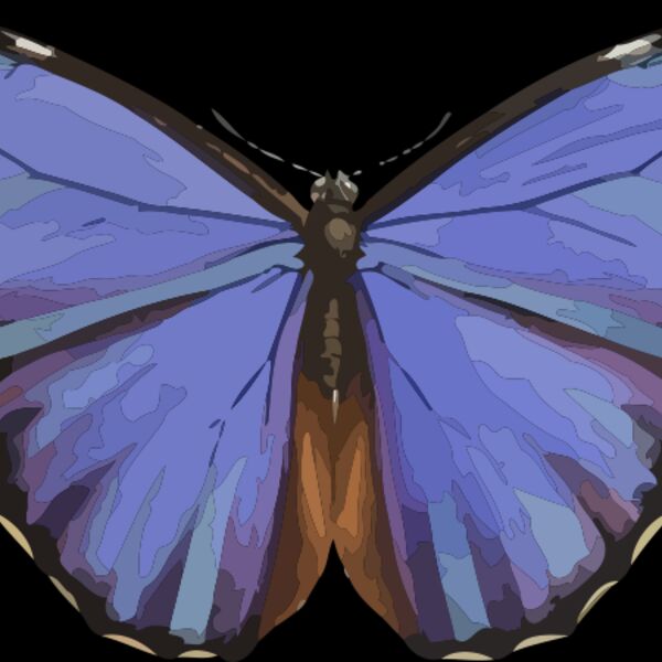 Morpho menelaus Thumbnail