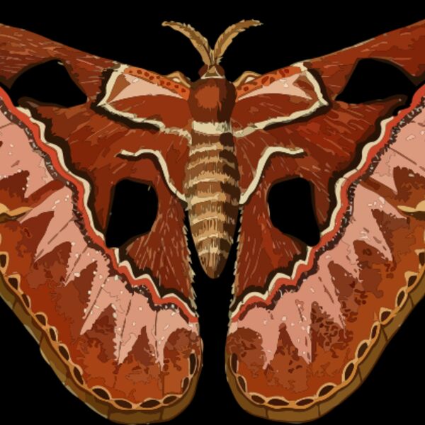 Rothschildia aurota Thumbnail