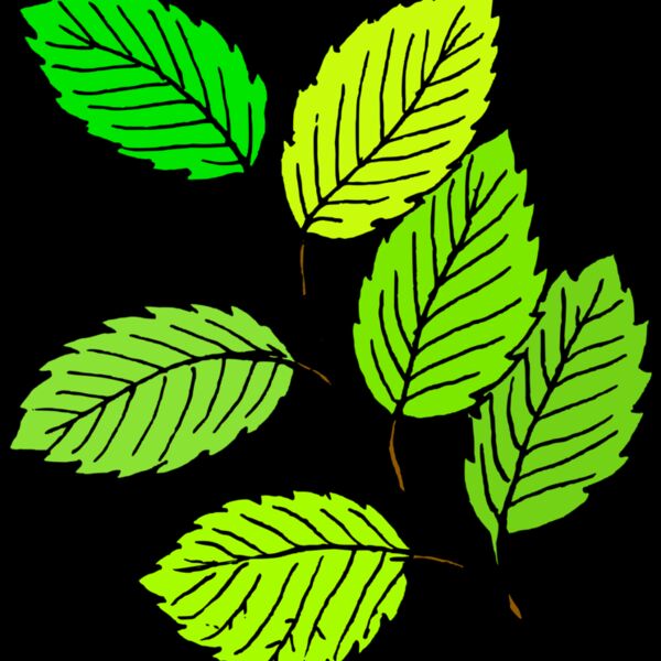 tom Summer Leaves Thumbnail