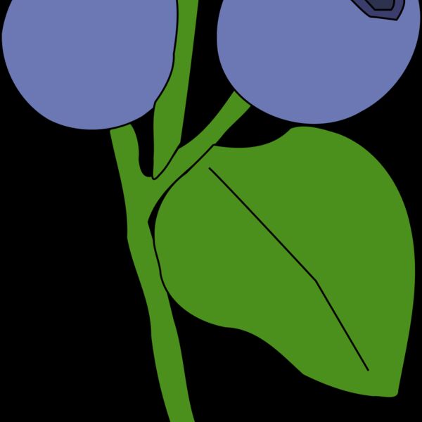 Machovka blueberry Thumbnail