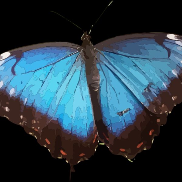 Morpho peleides Thumbnail