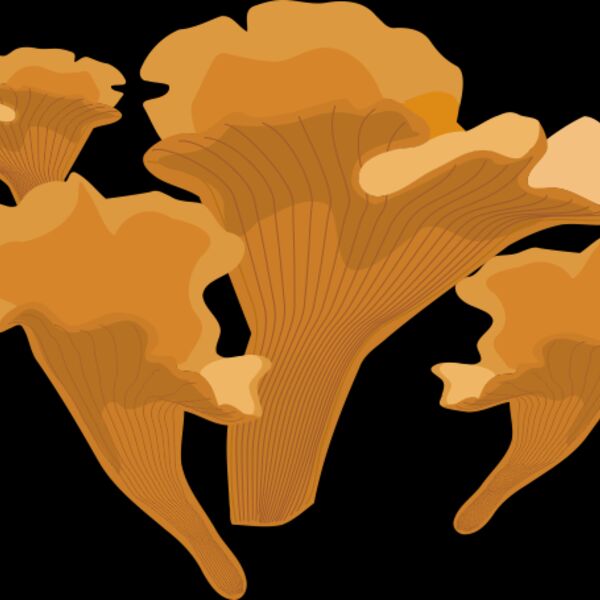 Mushrooms2 Thumbnail