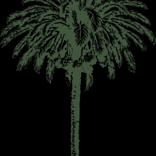 johnny automatic date palm Thumbnail
